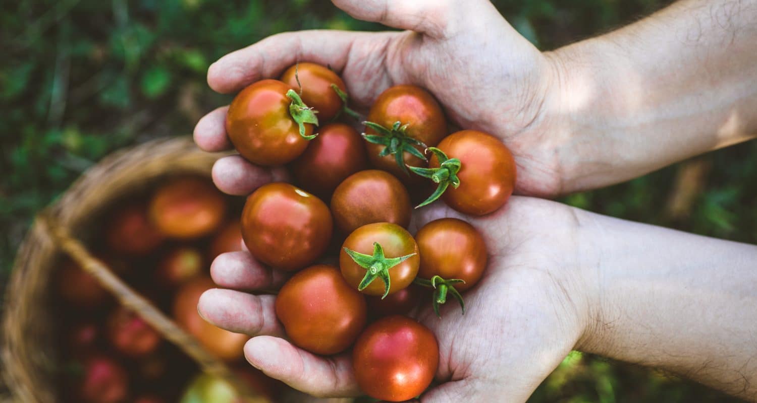 La Tomate Comment La Planter Et L Entretenir